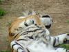 Siberian Tiger