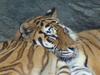 Siberian Tigers