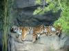 Siberian Tigers