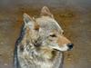 Coyote