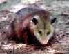 Virginia Opossum (Didelphis Virginiana)