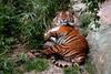 Bengal Tiger - Panthera tigris tigris