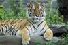 Siberian Tiger - Panthera tigris altaica