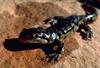 Tiger Salamander - Ambystoma tigrinum