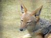 Black-backed Jackal (Daejeon Zooland)