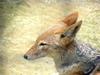 Black-backed Jackal (Daejeon Zooland)