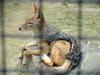 Black-backed Jackal (Daejeon Zooland)