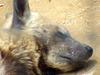 Striped Hyena Hyaena hyaena sleeping (Daejeon Zooland)