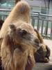 Bactrian Camel (Daejeon Zooland)