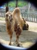 Bactrian Camel (Daejeon Zooland)