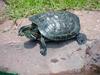 Red-eared Pond Slider (Daejeon Zooland)