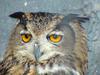 Eurasian Eagle Owl (Daejeon Zooland)