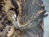 Eurasian Eagle Owl (Daejeon Zooland)