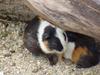 Guinea Pigs (Daejeon Zooland)