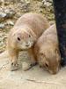 Prairie Dogs (Daejeon Zooland)