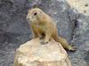 Prairie Dog (Daejeon Zooland)