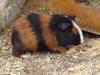 Guinea Pig (Daejeon Zooland)