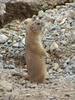 Prairie Dog (Daejeon Zooland)