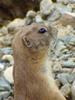 Prairie Dog (Daejeon Zooland)