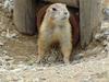 Prairie Dog (Daejeon Zooland)