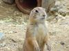 Prairie Dog (Daejeon Zooland)