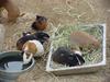 Guinea Pigs (Daejeon Zooland)