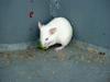 small White Mouse (Daejeon Zooland)