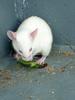 small White Mouse (Daejeon Zooland)