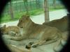 African Lions (Daejeon Zooland)