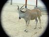 Eland (Daejeon Zooland)