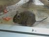 Degus