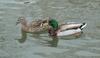 Mallard Duck