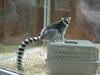 Ring-Tailed Lemur