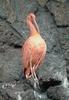 Scarlet Ibis