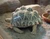 Indian Star Tortoise