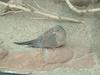 Mourning Dove