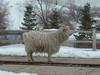 Angora Goat