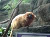 Golden Lion Tamarin