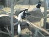 Colobus Monkey