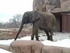 African Elephant