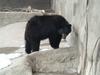 American Black Bear