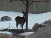 Ellipsis Waterbuck