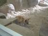 Fennec Fox