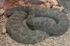 Rattleless Rattlesnake