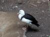 Radjah Shelduck