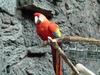 Scarlet Macaw