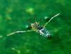 Three-spotted Backswimmer