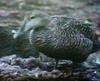 [TV capture] Arctic duck
