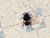 Beetle