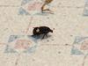 Beetle